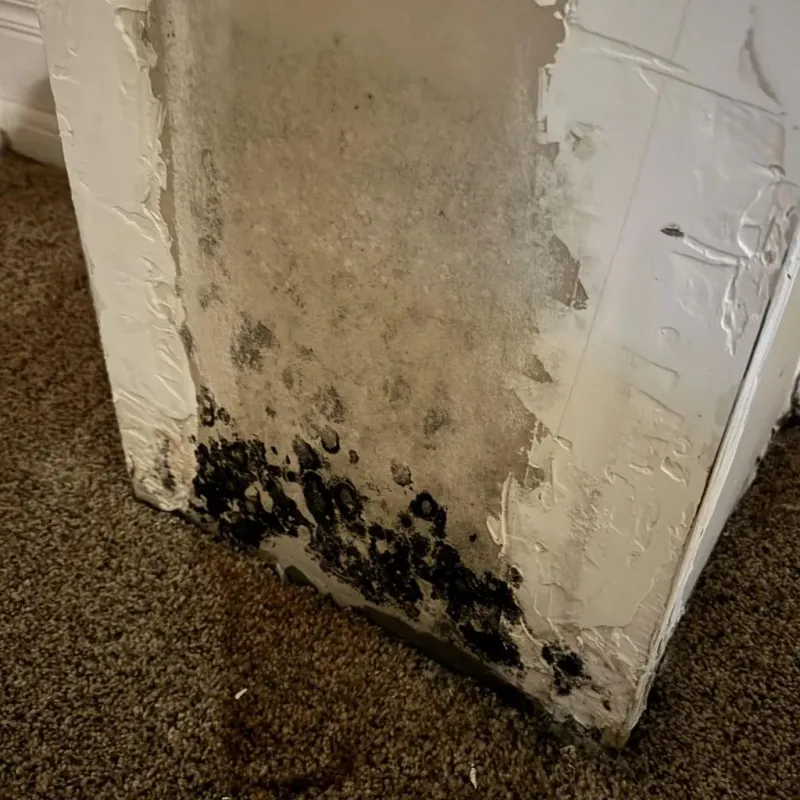 Professional Mold Removal in North Amityville, NY